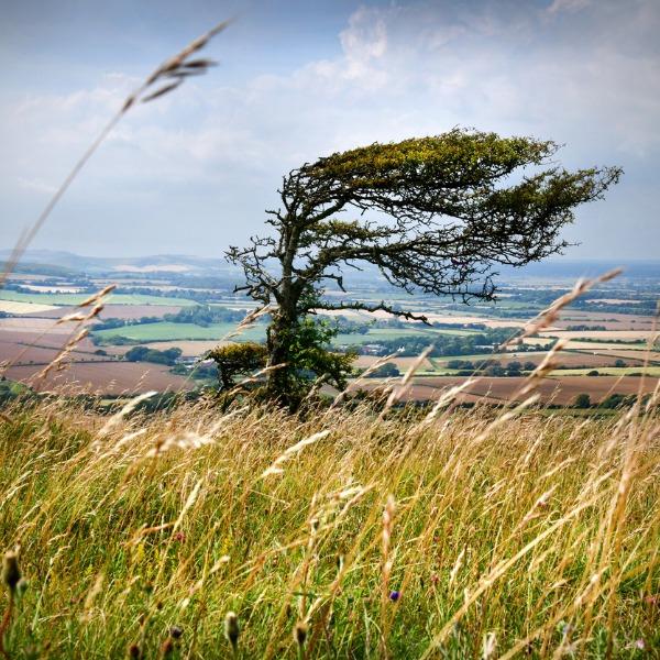 9) The Wind That Shakes the Barley